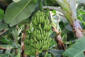 大香蕉在线 国产,国产生态的崛起与展望